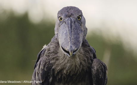 Shoebill in Bangweulu in Zambia. You can visit when you go on an organised trip with lowani travel. Shoebill in Bangweulu in Zambia. You can visit when you go on an organised trip with lowani travel.