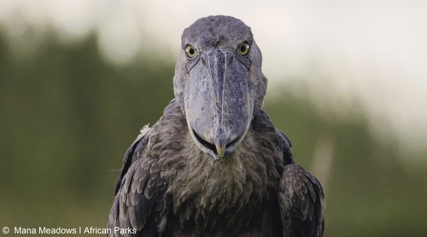 Shoebill in Bangweulu in Zambia. You can visit when you go on an organised trip with lowani travel.