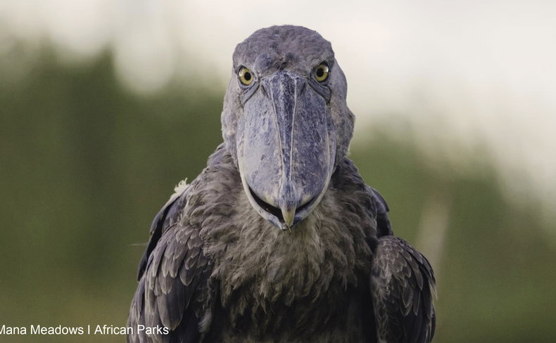 Shoebill in Bangweulu in Zambia. You can visit when you go on an organised trip with lowani travel.