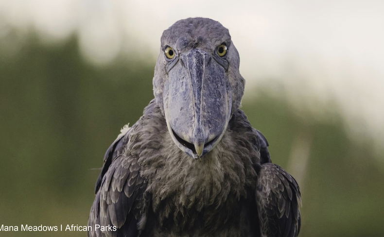 Shoebill in Bangweulu in Zambia. You can visit when you go on an organised trip with lowani travel. Shoebill in Bangweulu in Zambia. You can visit when you go on an organised trip with lowani travel.