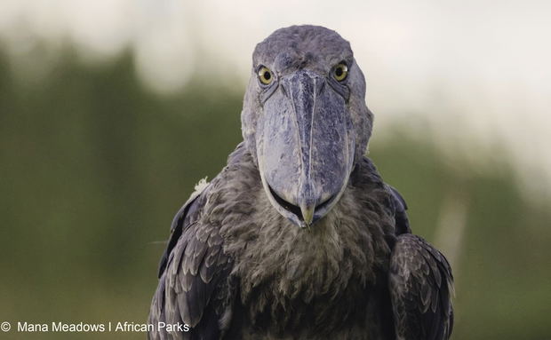 Shoebill in Bangweulu in Zambia. You can visit when you go on an organised trip with lowani travel.