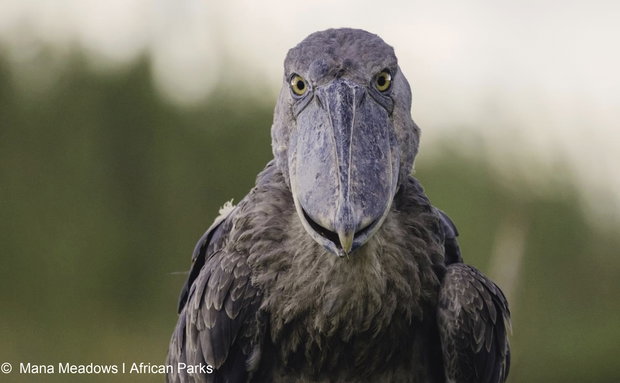 Shoebill in Bangweulu in Zambia. You can visit when you go on an organised trip with lowani travel.