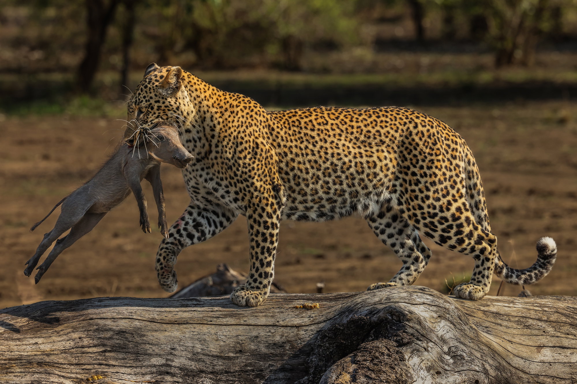 leopard with a kill