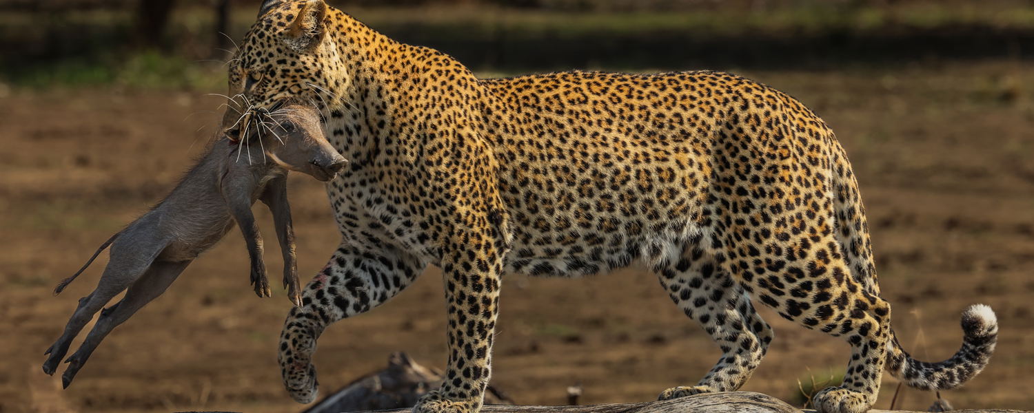 leopard with a kill