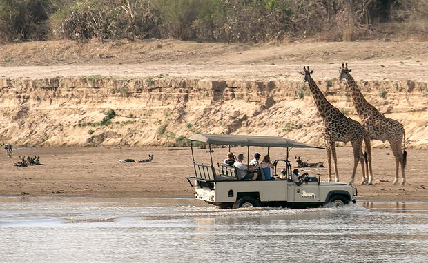 Safari guests in a game drive car at msandile watching wild dogs and giraffes in south luangwa