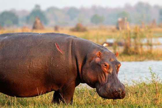 Hippo at the Shire River Hippo at the Shire River