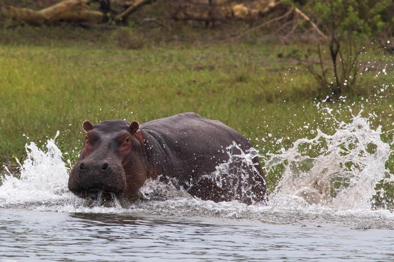 Hippo at the Shire River Hippo at the Shire River