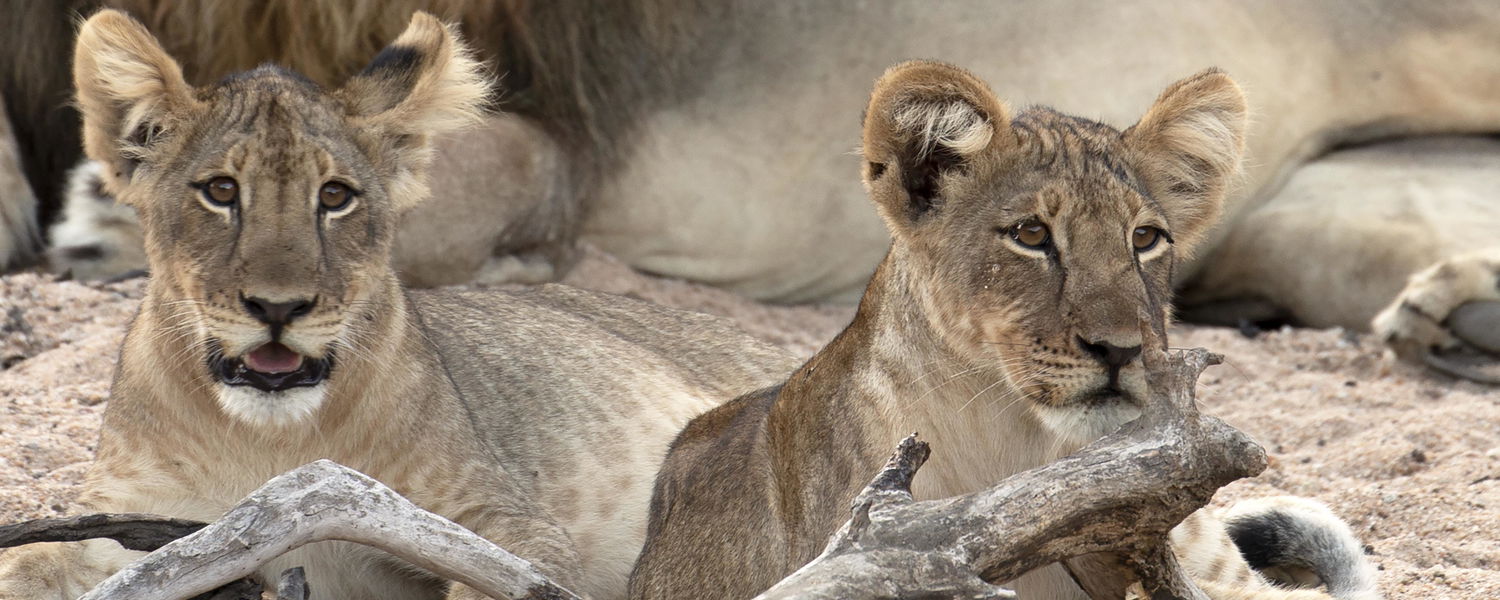 Lion cubs at Liwonde National Park