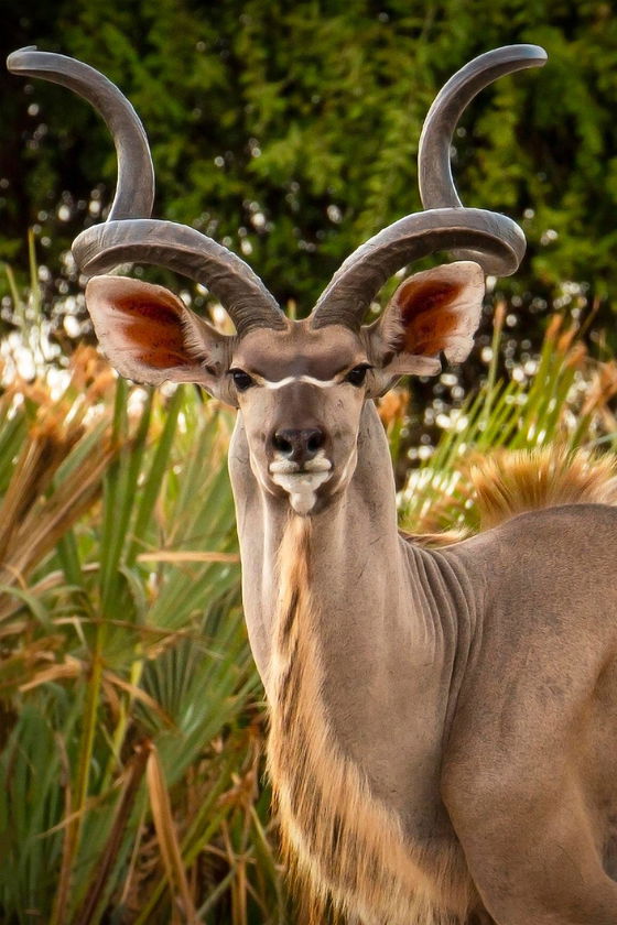 Kudu portrait