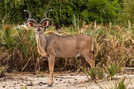 Kudu in Liwonde National Park 