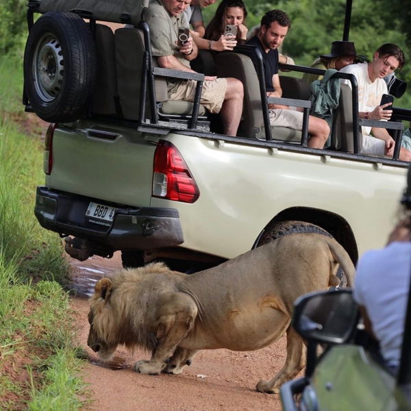 a lion drinking water on a safari with msandile river lodge
