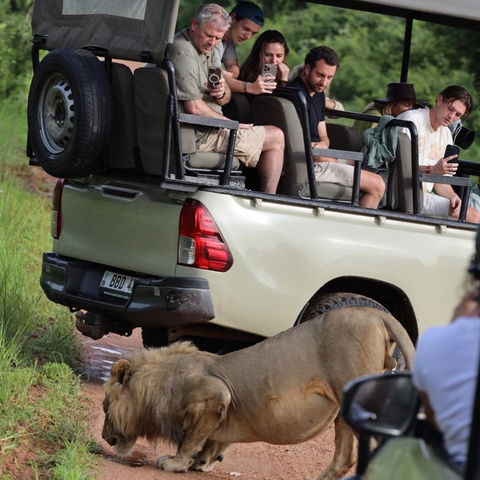 a lion drinking water on a safari with msandile river lodge