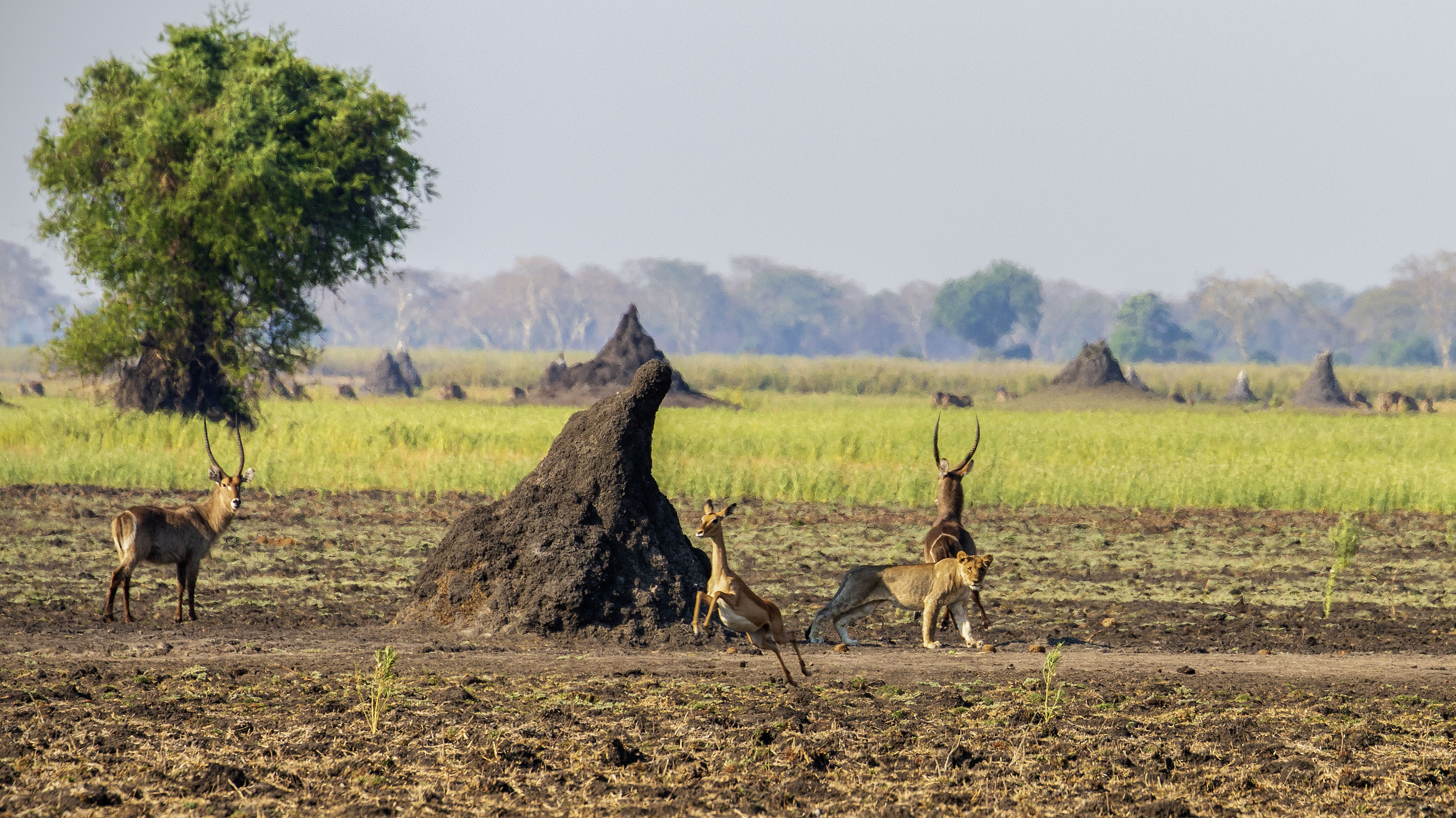 Lion cub scaring impala in Liwonde