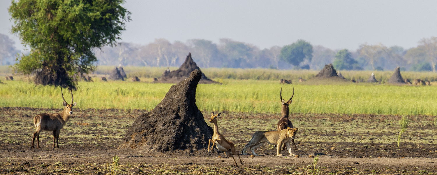 Lion cub scaring impala in Liwonde