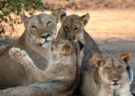 Lioness with cubs in Liwonde