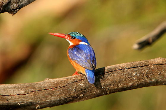 Malachite kingfisher at Nankomo Island