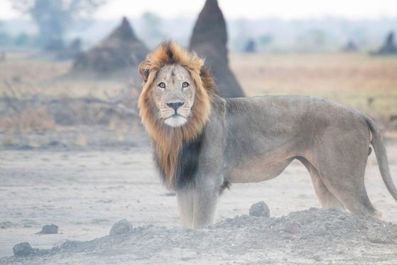 Male lion in Liwonde Male lion in Liwonde