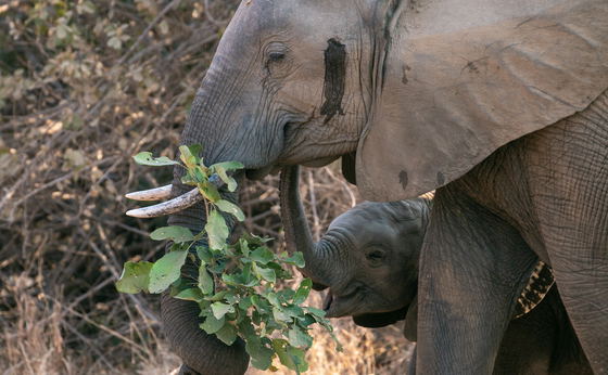 8-Day Bush & Beach Safari
