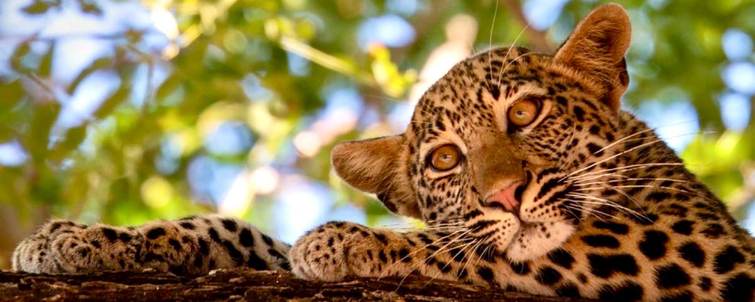 baby leopard at south luangwa msandile River lodge