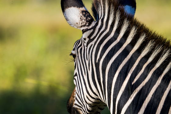 Zebras in Nyika Zebras in Nyika