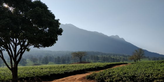 Tea estates Tea estates