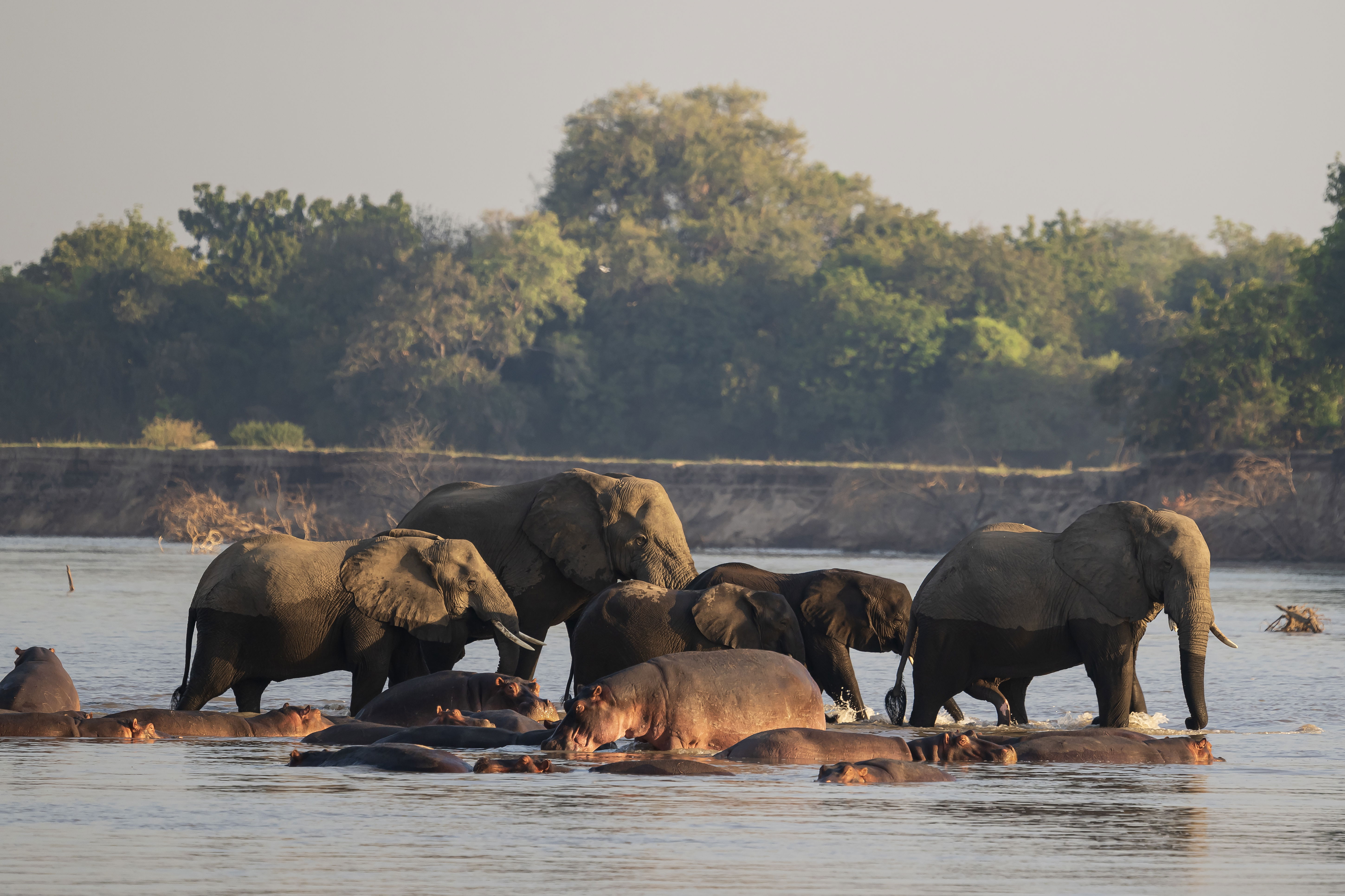 elephants crossing at msandile river lodge walking through hippos