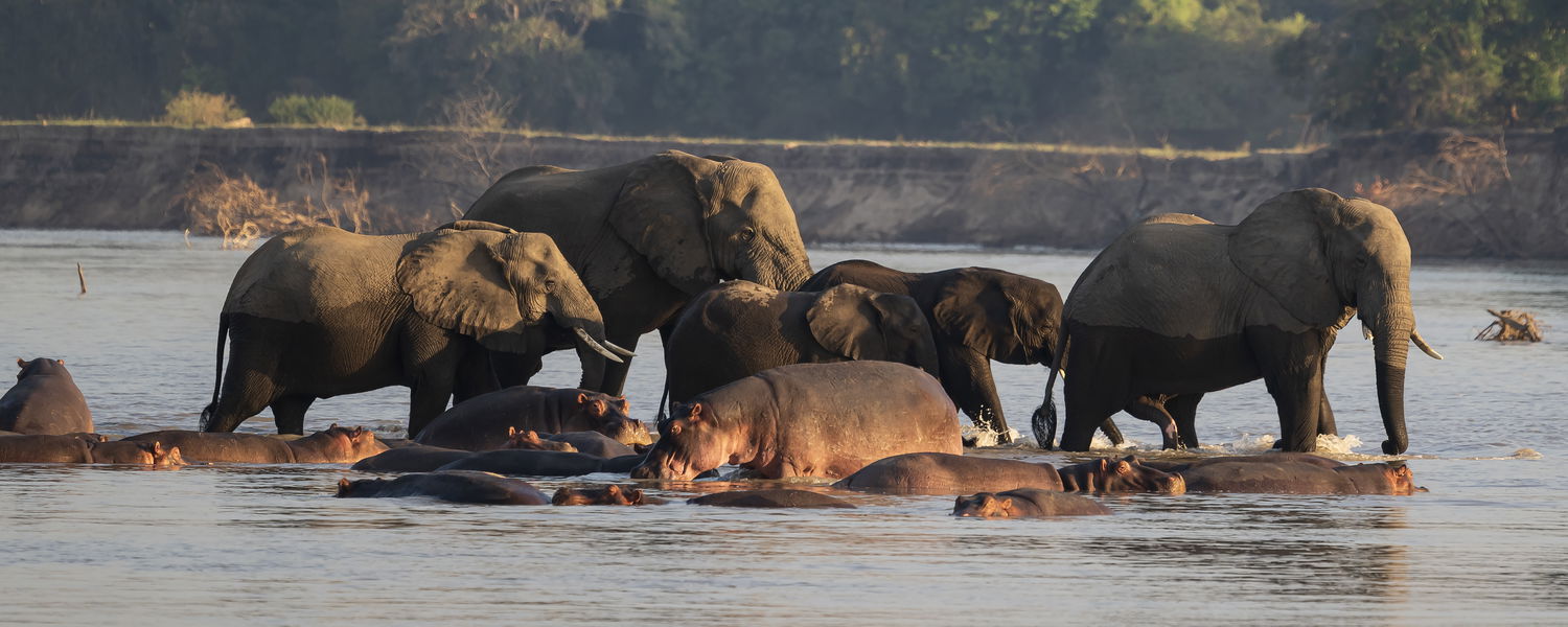 elephants crossing at msandile river lodge walking through hippos