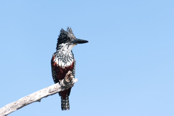 Pied Kingfisher in Liwonde National Park Pied Kingfisher in Liwonde National Park
