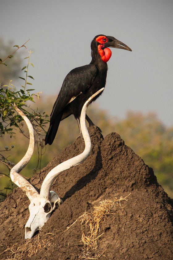 Southern Ground Hornbill