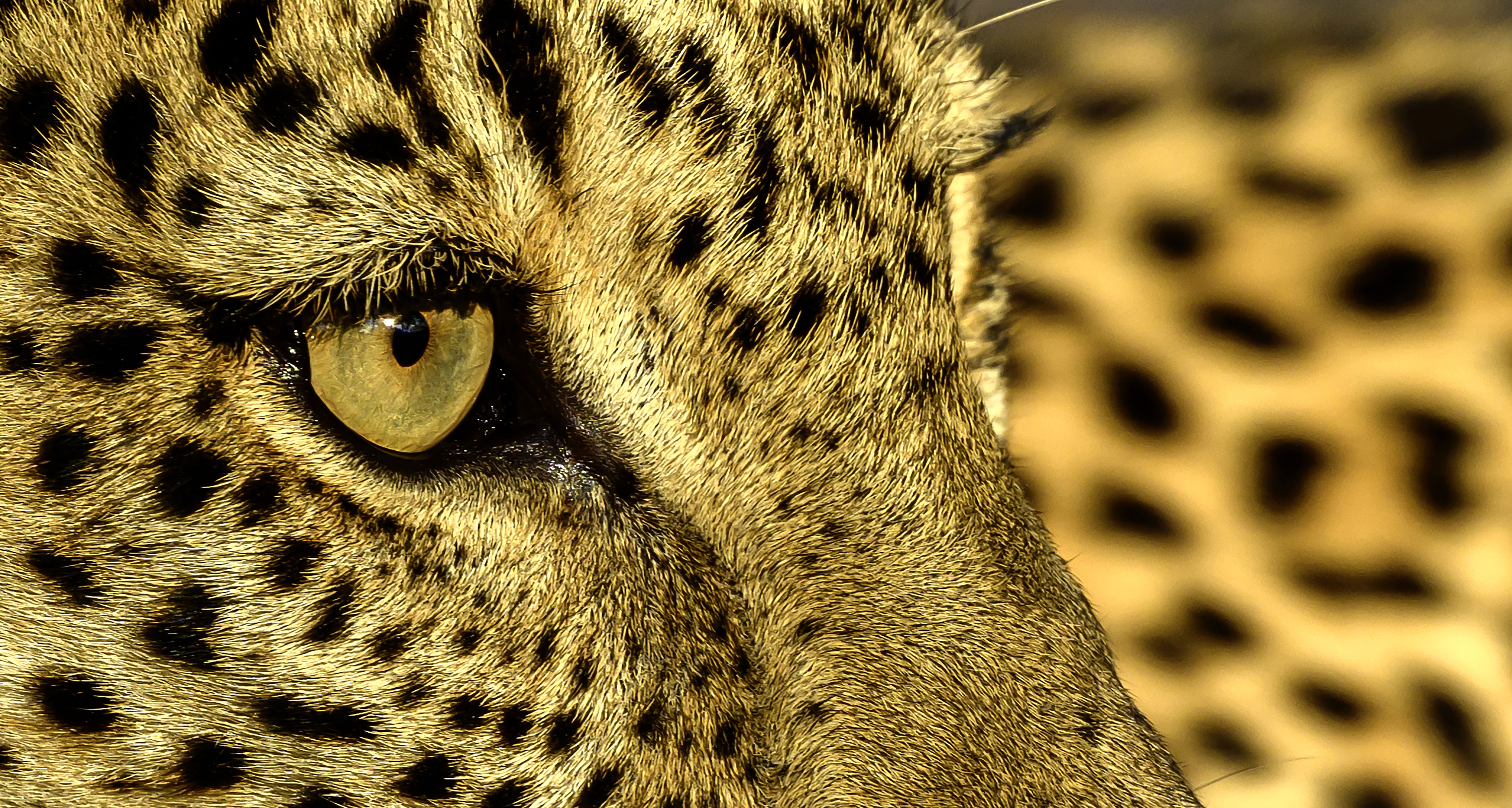 the eye of the leopard taken at msandile river lodge, south luangwa
