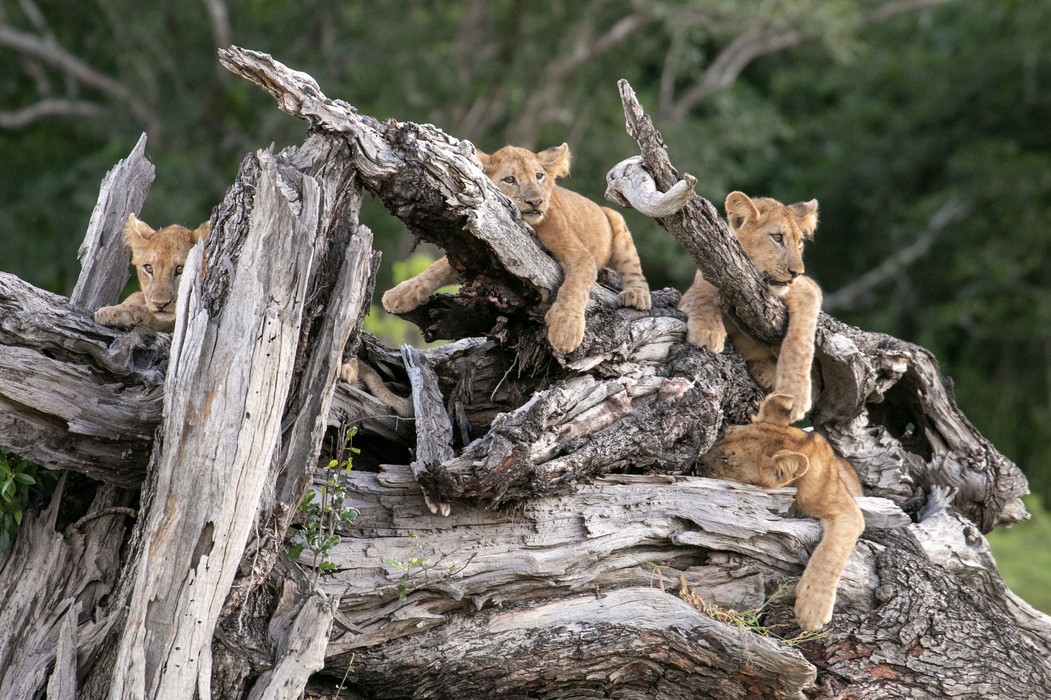 Lion cubs resting on a tree in south luangwa on a gamedrive with msandile river lodge
