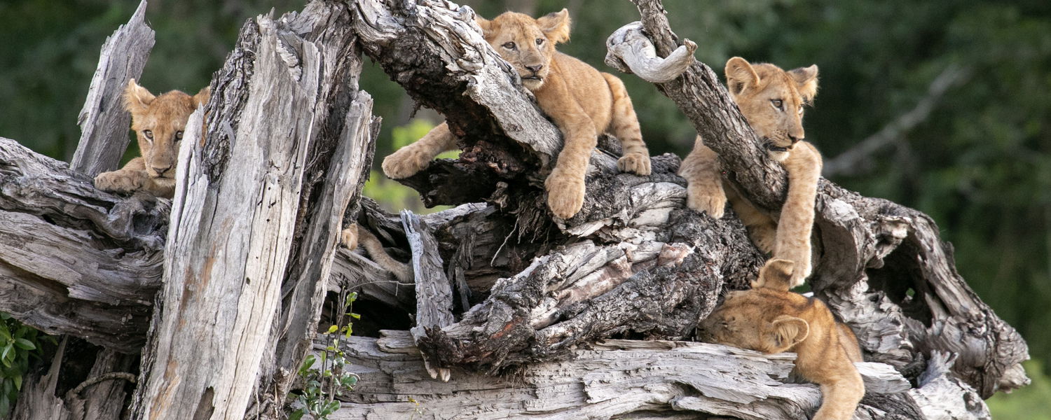 Lion cubs resting on a tree in south luangwa on a gamedrive with msandile river lodge