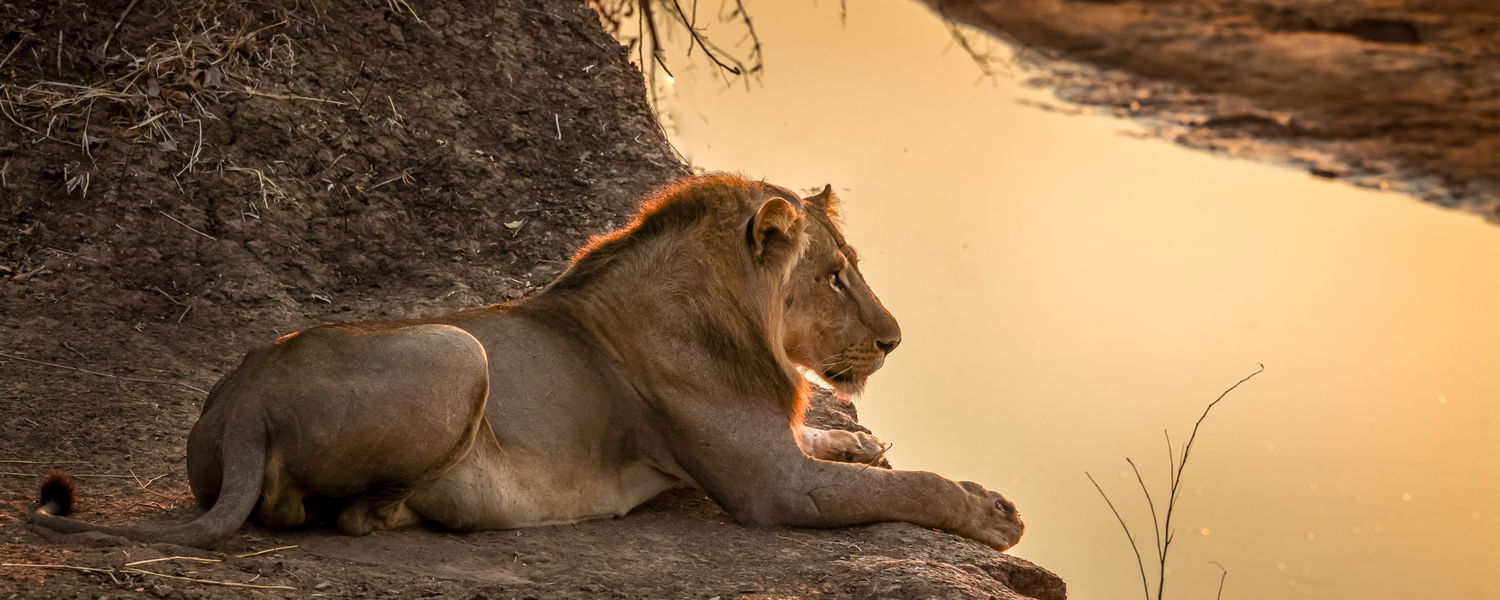 Male lion in the golden hour in south luangwa national park