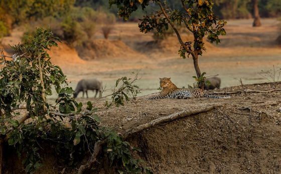5 Days Wildlife Photography Safari - South Luangwa Zambia