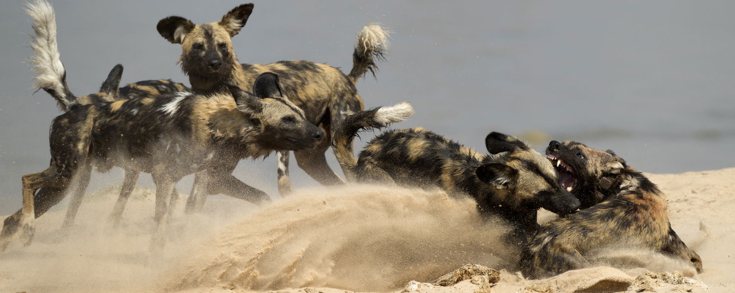 wild dogs fighting