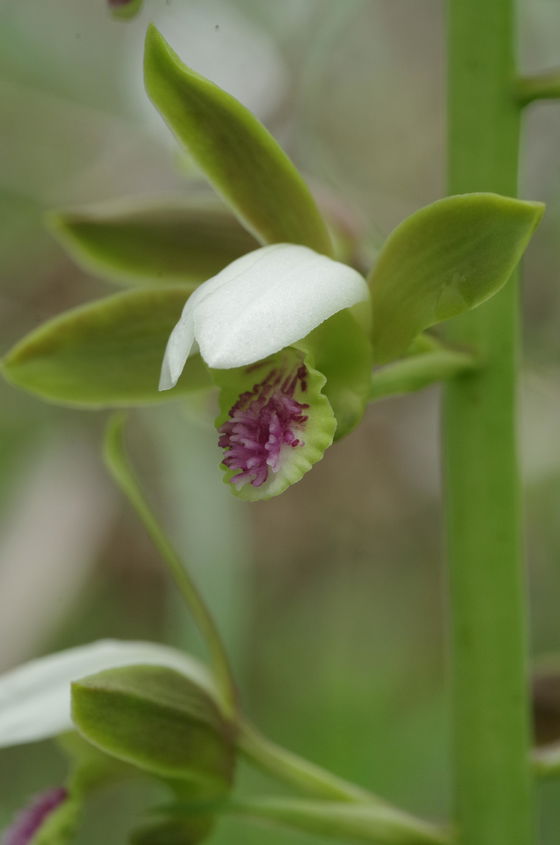 Orchid in Zomba