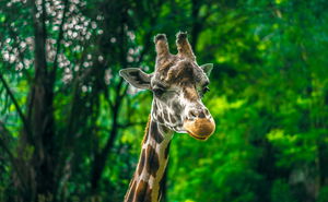 5-Night Group Safari Escape