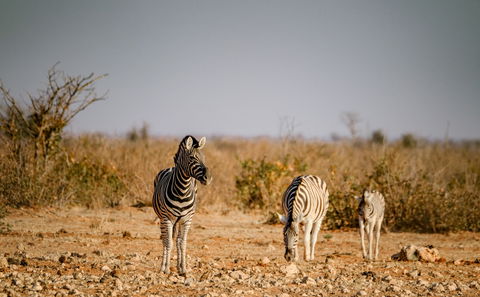 Guided bushwalks at Ngoma Bush lodge