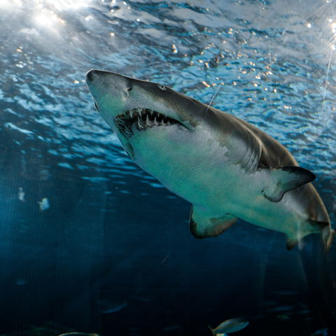 Shark Cage Diving