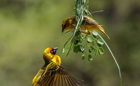 Birding