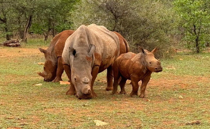Conservation & Connection