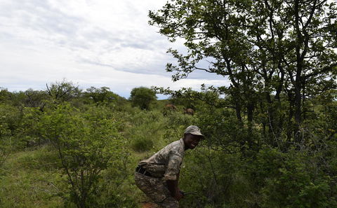 Rhino Walks