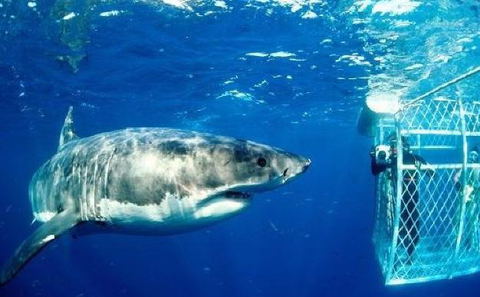 Shark Cage Diving, Attractions, Hermanus Luxury Accommodation, DCC Hotel Group