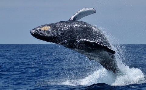 Whale Watching in South Africa, Attractions, Hermanus Luxury Accommodation, DCC Hotel Group