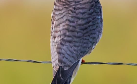 Bird watching