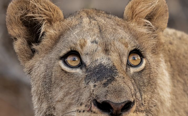 Erlebe das Abenteuer deines Lebens: 14-tägige Tour durch Malawi & Sambia