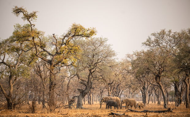 elephants at south luangwa national park 