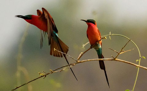 Vogelbeobachtung: Ein Paradies für Ornithologen
