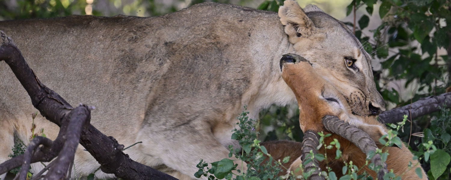 lioness with a puku kill