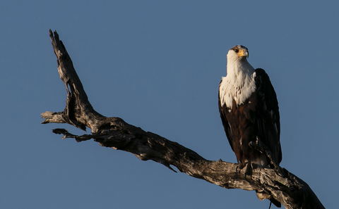 Vogelbeobachtung
